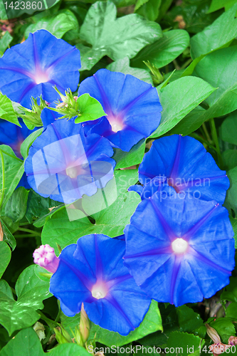 Image of bindweed flowers