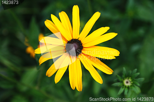 Image of yellow  flower