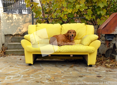 Image of Dog on couch