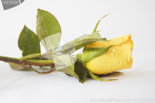 Image of Yellow Rose