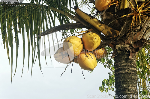 Image of Coconut