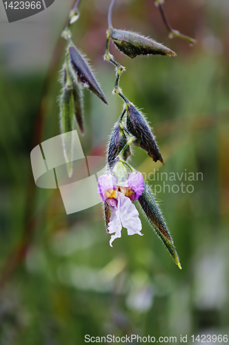 Image of Wildflower