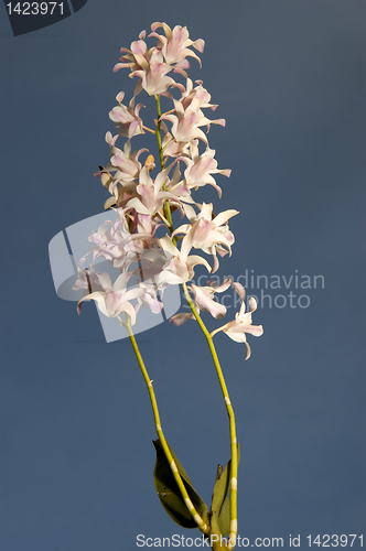 Image of Pink Flowers