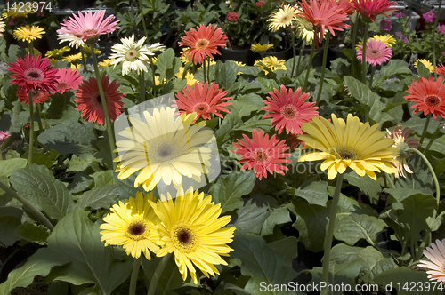 Image of Gerberas