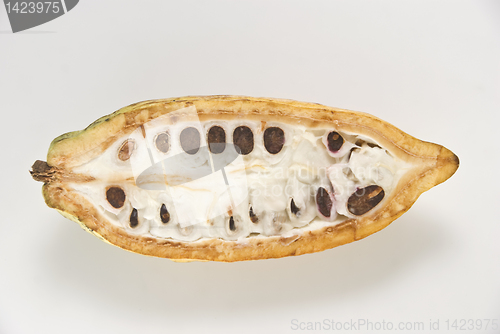 Image of Cacao Fruit