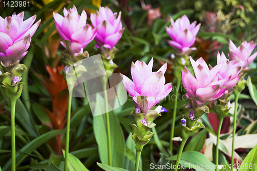 Image of Violet Flowers