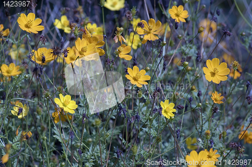 Image of Yellow Flowers