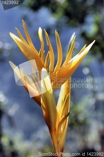 Image of Orange Flower