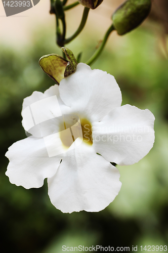 Image of White Flower