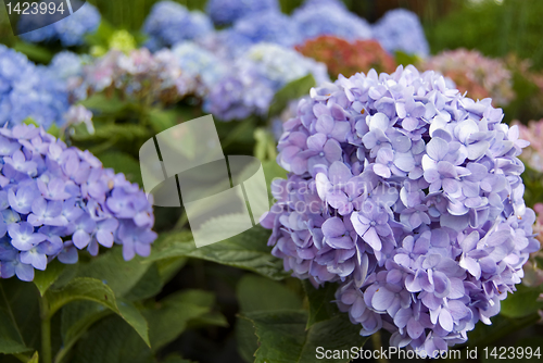 Image of Blue Flowers