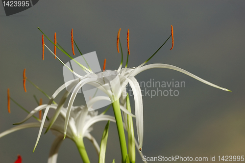 Image of White Flower