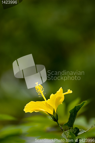 Image of Yellow Gumamela Flower