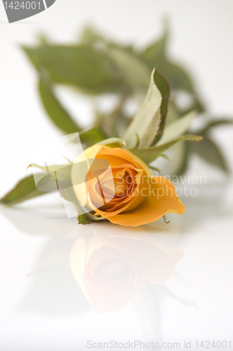 Image of Yellow Rose