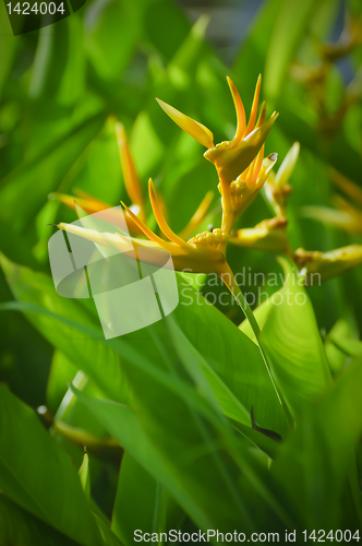 Image of OrangeFlower