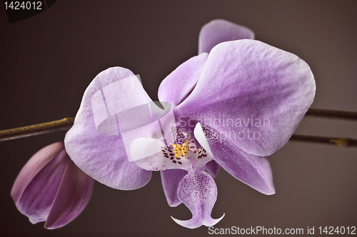 Image of Orchid