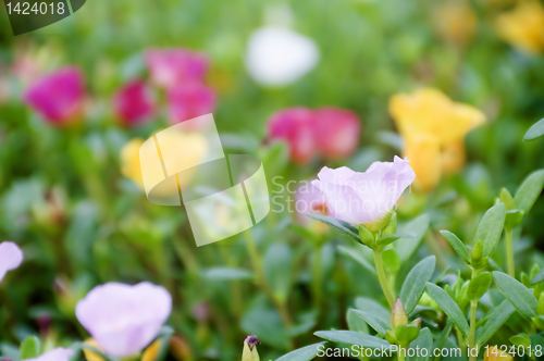 Image of Flowers