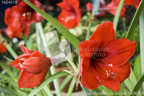 Image of Red Flowers