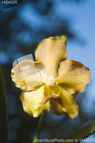 Image of Yellow Flower