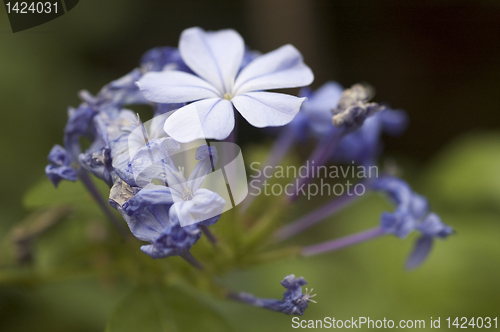 Image of Small Blue Flowers