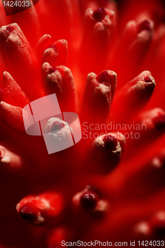 Image of  Red Flower