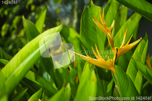 Image of Orange Flower