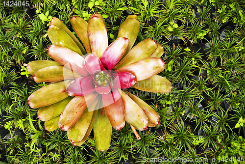 Image of Red Flower