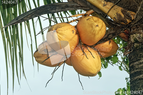 Image of Coconut