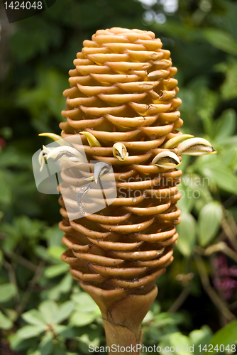 Image of Hardy Cone Flower