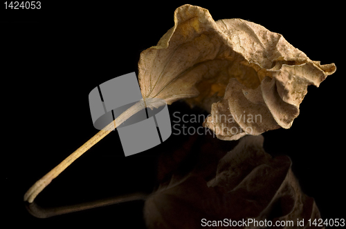 Image of Dry Leaf