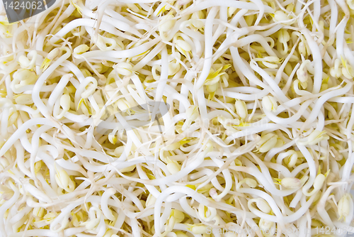 Image of Soy Sprouts