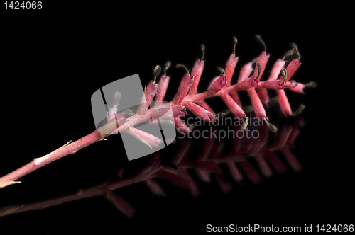 Image of Pink Flowers