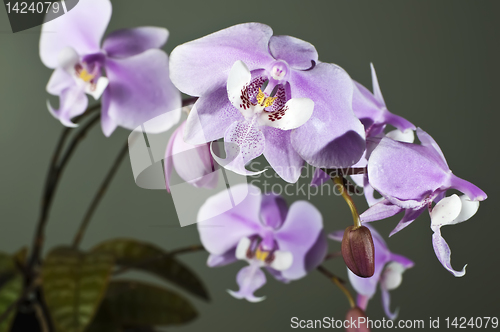 Image of White Orchid