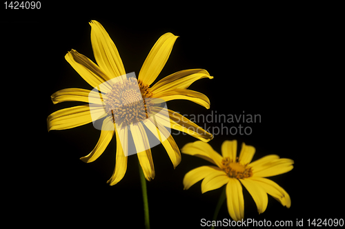 Image of Yellow Flower