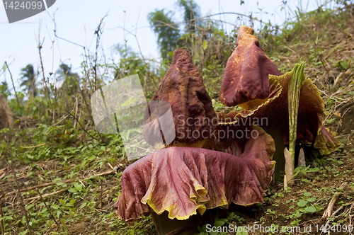 Image of Rafflesia