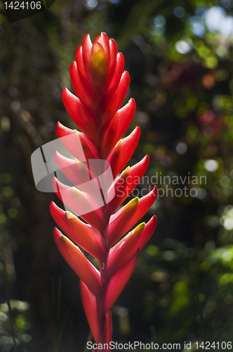 Image of Red Flower