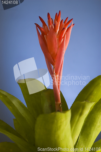 Image of Red Flower