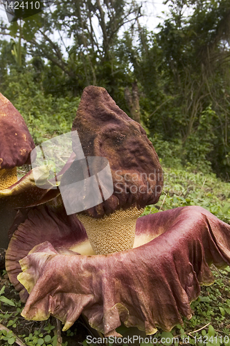 Image of Rafflesia