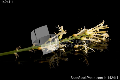 Image of Small Flowers