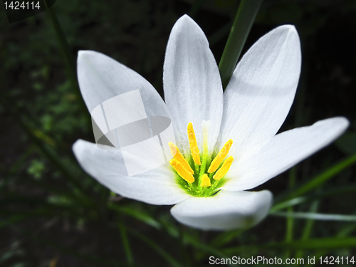 Image of White Flower