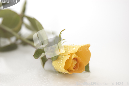 Image of Yellow Rose