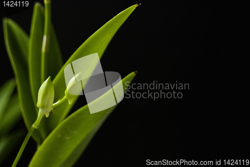 Image of Orchid Buds