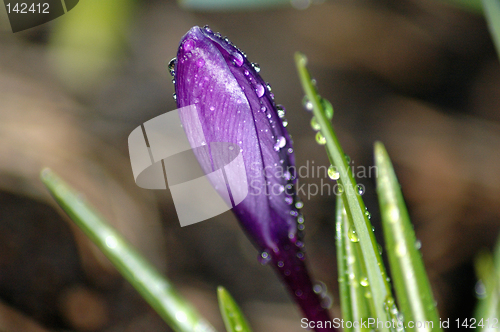 Image of Wet Crocus