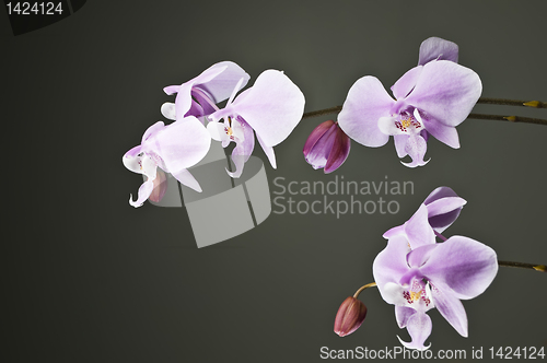 Image of White Orchid