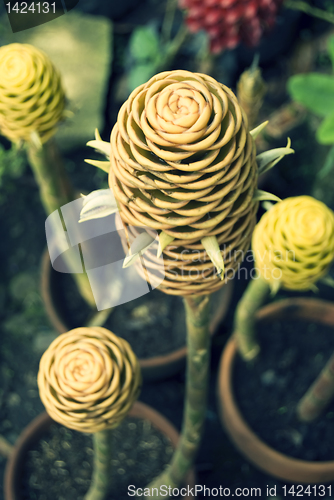 Image of Hardy Cone Flower