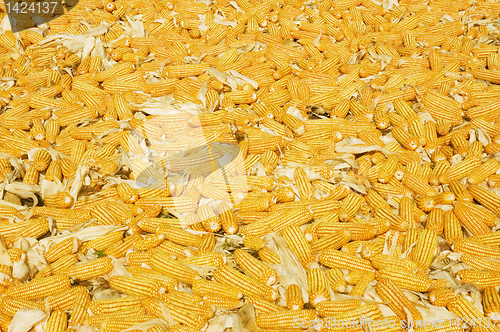 Image of Corn