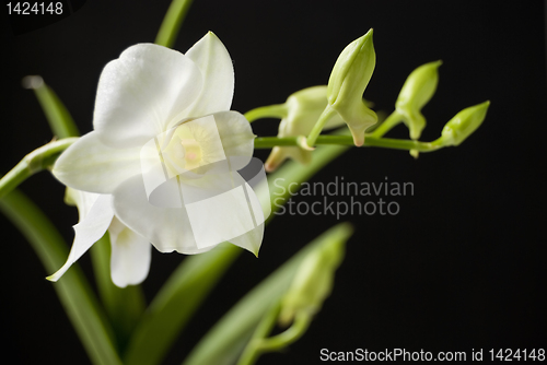 Image of White Orchid