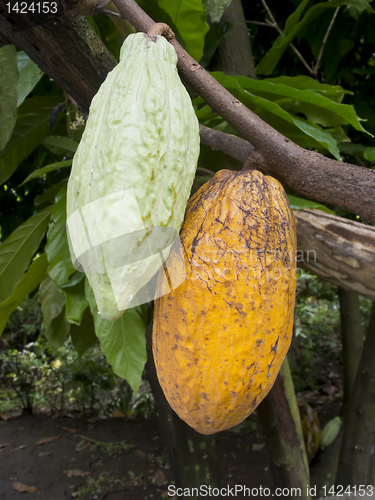 Image of Cacao Fruit