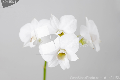 Image of White Flowers