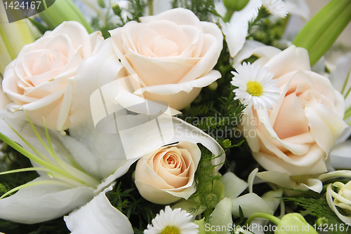 Image of Rose