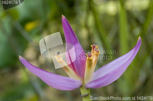 Image of Banana Flower